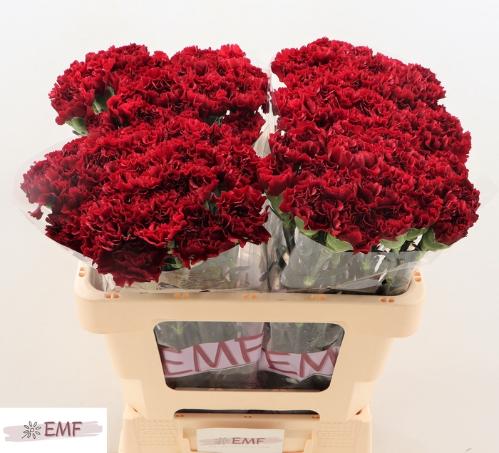 Dianthus standaard 'Zurigo'