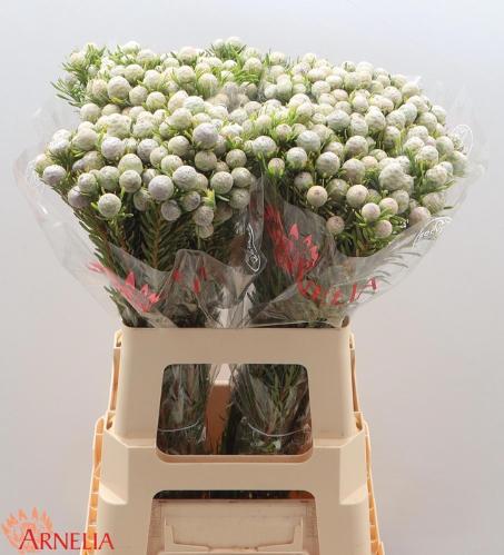 Leucadendron linifolium 'Jade Pearl' (vertakt)