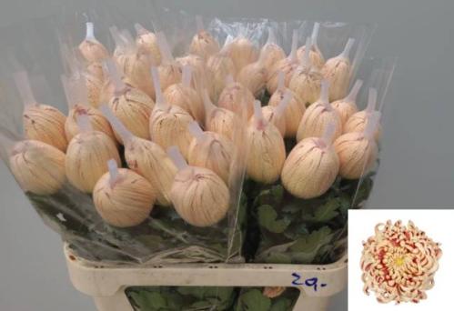 Chrysanthemum (Indicum Grp) geplozen 'Vienna Copper'