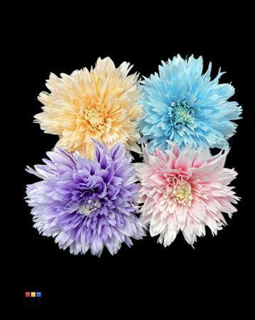 Chrysanthemum geplozen kas kleurbehandeld H%