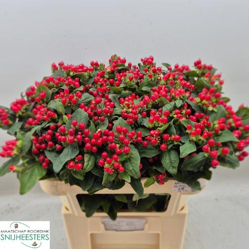 Hypericum x inodorum Magical Hotshot