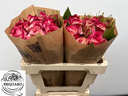 Rosa tros Paloma