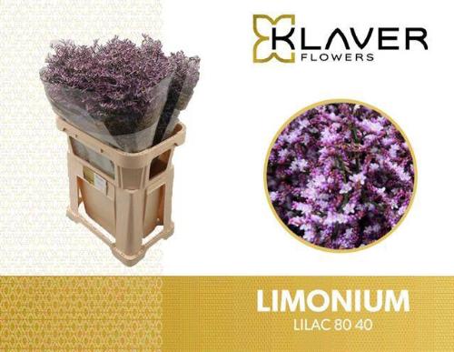 Limonium Safora Lilac