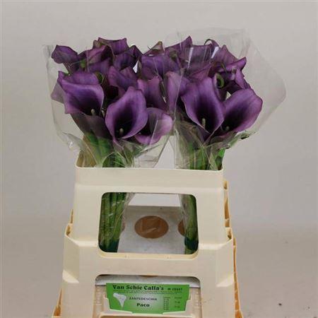 Zantedeschia 'Paco'
