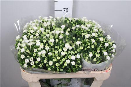 Bouvardia enkelbloemig White Sensation