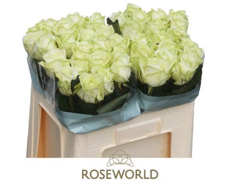 Rosa grootbloemig White Naomi!