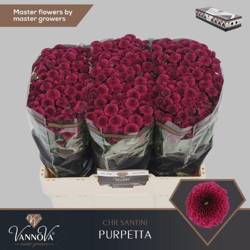 Chrysanthemum (Indicum Grp) tros santini AAA Purpetta