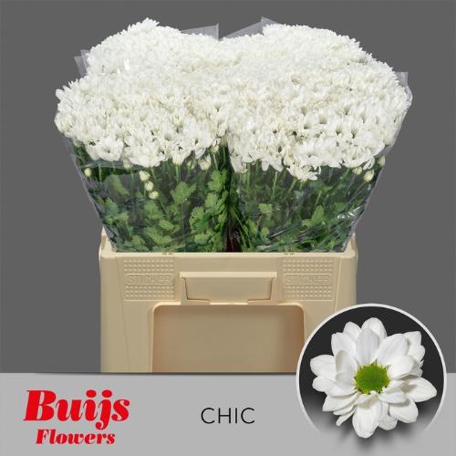 Chrysanthemum Indicum Grp tros Chic