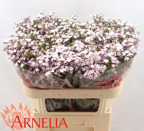 Chamelaucium uncinatum 'Dancing Queen'