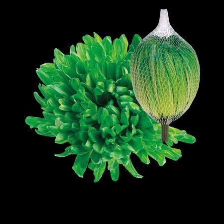 Chrysanthemum (Indicum Grp) geplozen Antonov kleurbehandeld H%