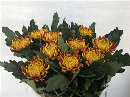 Chrysanthemum Indicum Grp geplozen kas 'Fuego'