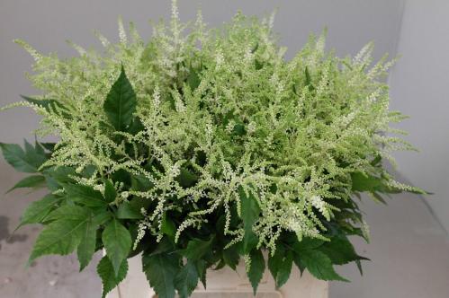 Astilbe Japonica Grp 'Whasingthon'