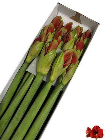 Hippeastrum Galaxy Grp 'Ferrari'