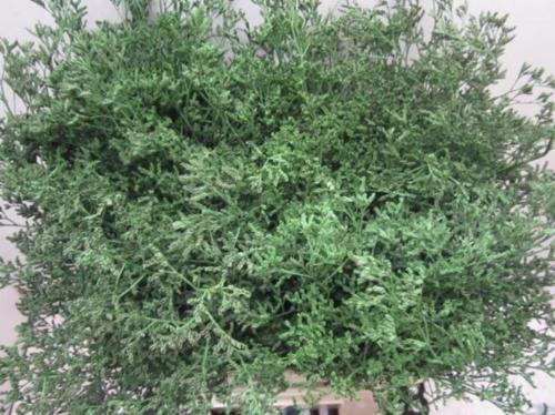 Limonium overig kleurbehandeld H%