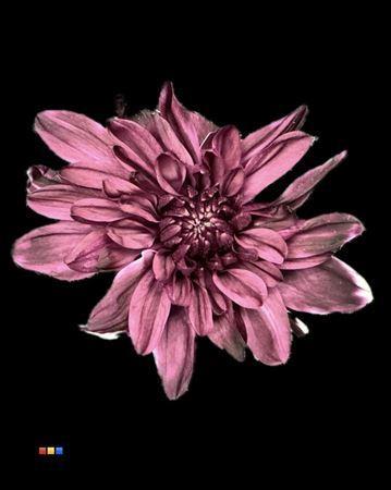 Chrysanthemum Indicum Grp tros kas kleurbehandeld H%