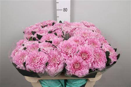 Chrysanthemum (Indicum Grp) geplozen Kalimba