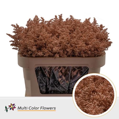 Solidago kleurbehandeld H%