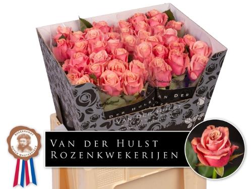 Rosa grootbloemig Adele