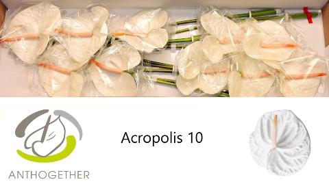 Anthurium Andreanum Grp 'Acropolis'