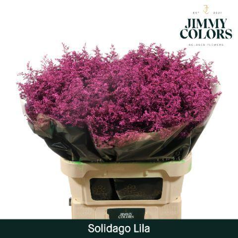 Solidago kleurbehandeld H%