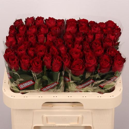 Rosa grootbloemig Madam Red