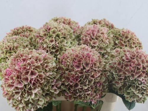 Hydrangea macrophylla Magical Linn (classic)