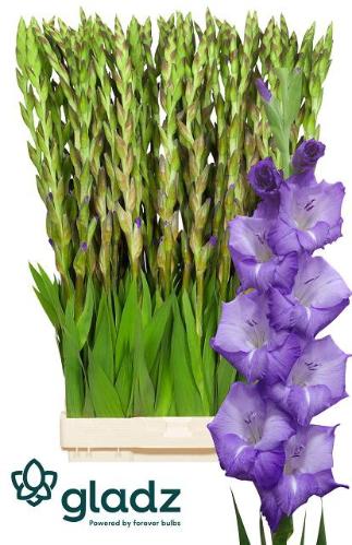 Gladiolus grootbloemig 'Mojito'
