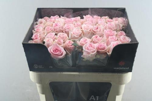 Rosa grootbloemig Sweet Dolomiti