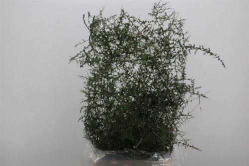 Asparagus densiflorus 'Sprengeri'