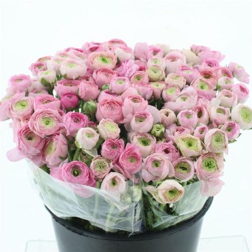 Ranunculus asiaticus 'Aazur Light Pink'