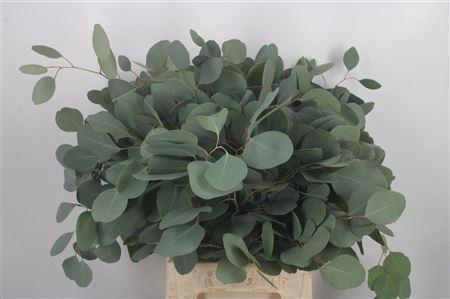 Eucalyptus per bos polyanthemos