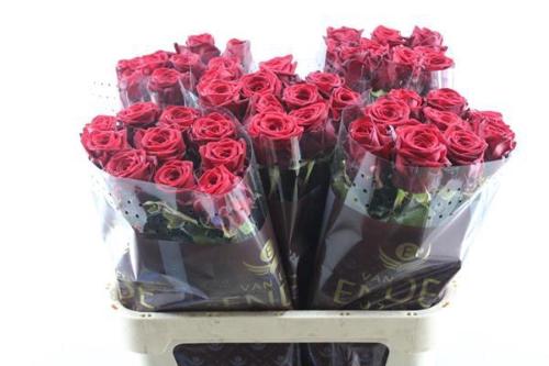 Rosa grootbloemig Red Naomi!