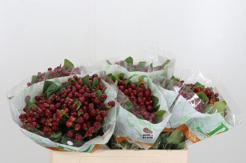 Hypericum x  inodorum Magical Cherry