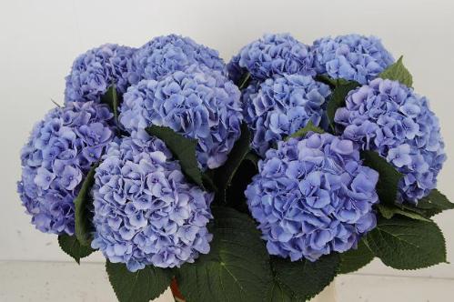 Hydrangea macrophylla 'Hilde Moorhof'