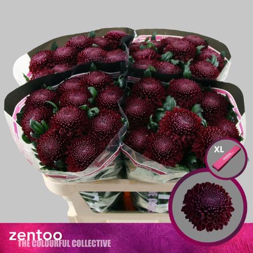 Chrysanthemum (Indicum Grp) geplozen Poker