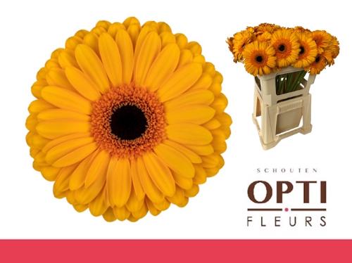 Gerbera grootbloemig 'Oaklyn'