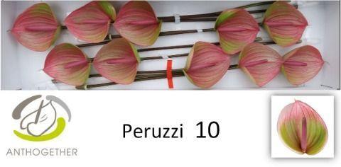 Anthurium Andreanum Grp Peruzzi