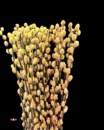 Salix H%
