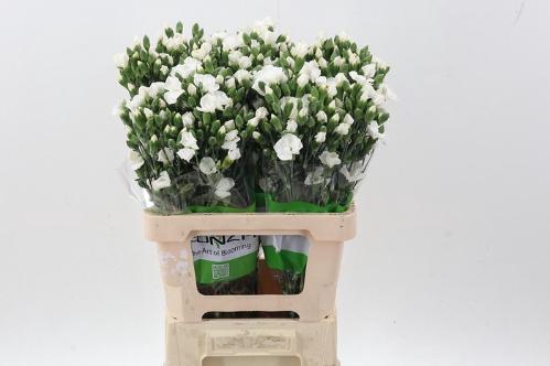 Dianthus Solomio Ard