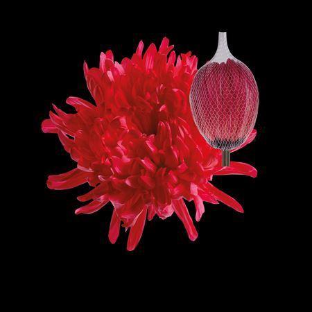 Chrysanthemum (Indicum Grp) geplozen Antonov kleurbehandeld H%