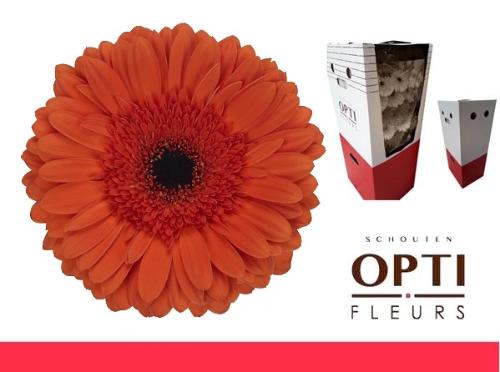 Gerbera grootbloemig 'Capella'