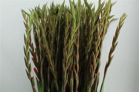 Gladiolus grootbloemig 'Live Oak'