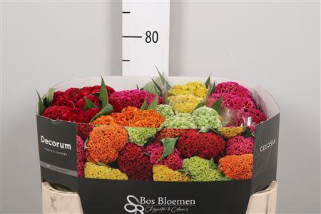 Celosia argentea (Crisgrp) Act gemengd in fust