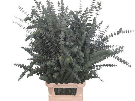 Eucalyptus 'Baby Blue'