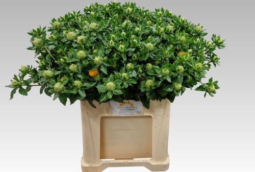 Carthamus tinctorius 'Zanzibar'