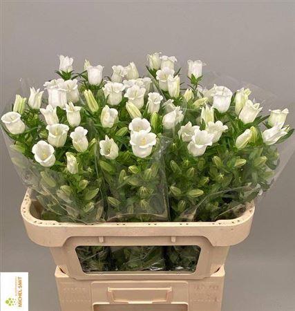 Campanula medium 'Champion White'