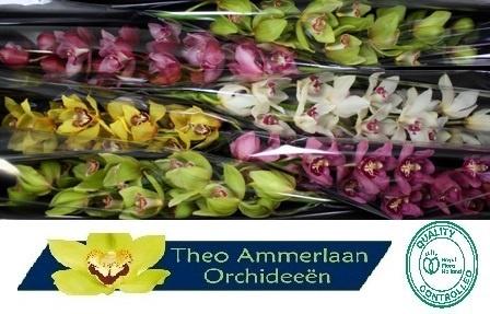 Cymbidium grootbloemig per tak gemengd
