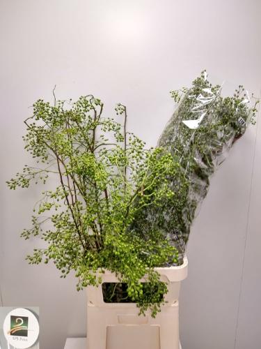 Rosa 'Corallo' (rozenbottel)