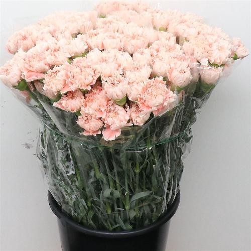 Dianthus standaard Cappuccino