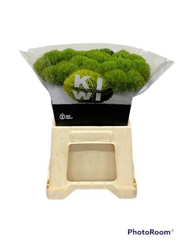 Dianthus barbatus Kiwi Mellow